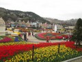 Фестиваль тюльпанов в Южной Корее