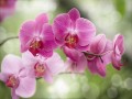 В Санье появится долина орхидей