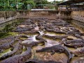 Таиланд: Популярная крокодилья ферма закрылась