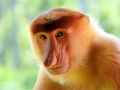 Талисманом Visit Malaysia Year 2014 объявлена обезьяна Носач