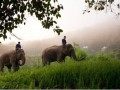 Российские туристки «покатались» на бешеном слоне