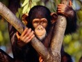 Китай, где много диких обезьян