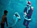 В японском океанариуме Санта Клаус плавает с дельфинами