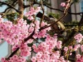 Цветение сакуры в Японии 2018
