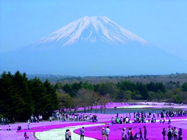 Весна в розовых красках: цветущий парк Хицужияма (Япония)